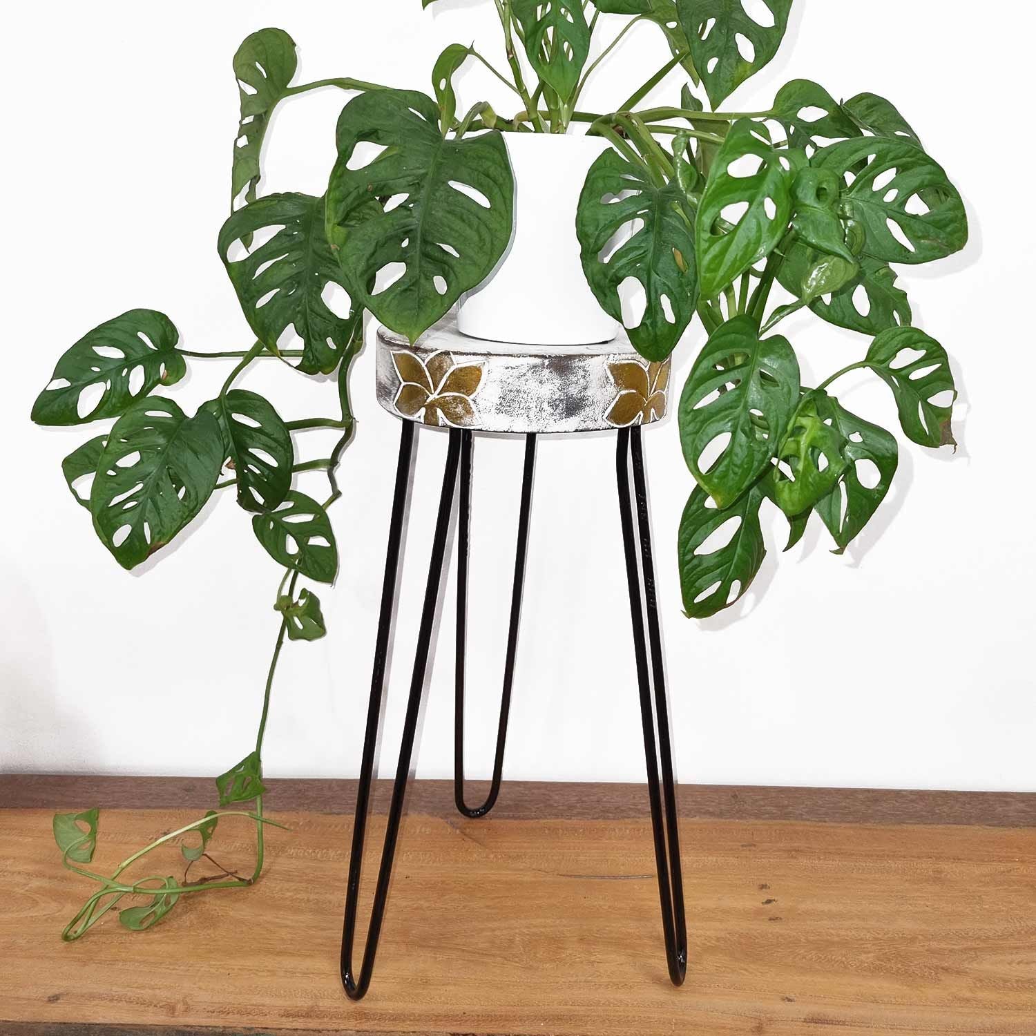 Albasia Wooden Plant Stands